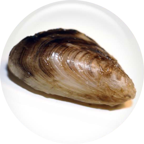 Image of a Quagga Mussel