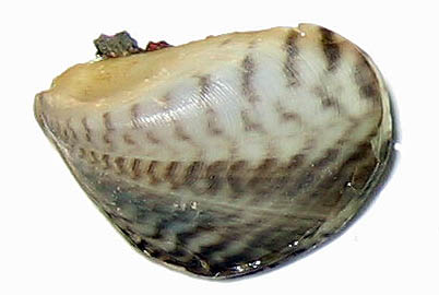 Image of a quagga mussel