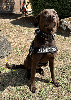 K9 Sherlock