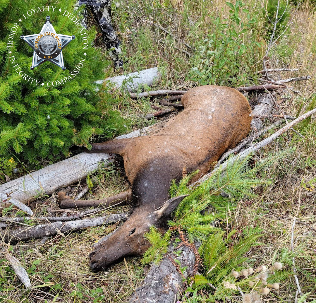 Poached Elk- Yamhill County.png