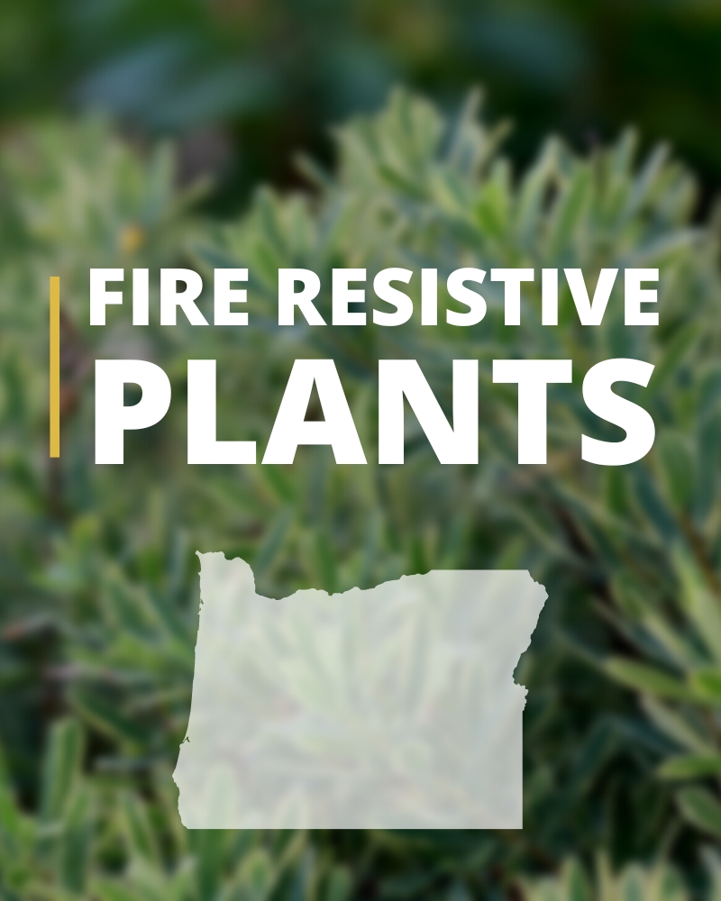 Fire Resistant Plants.jpg