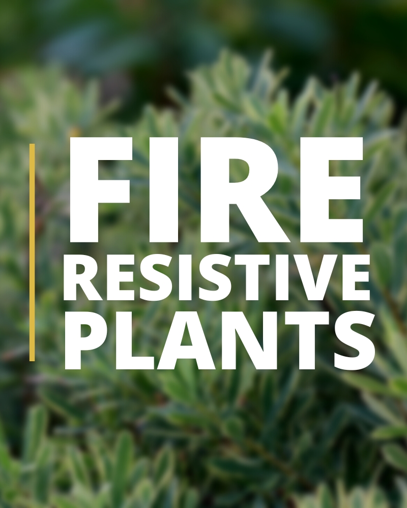 Fire Resistive Plants.jpg