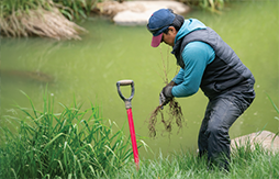 man pulls plant roots next to a red shovel on the side of a stream