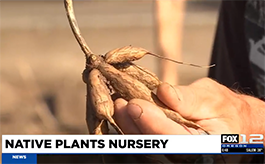 Salmon swimming in a stream