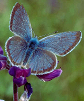 fenders blue butterfly on purple lupine