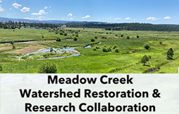 Salmon swimming in a stream