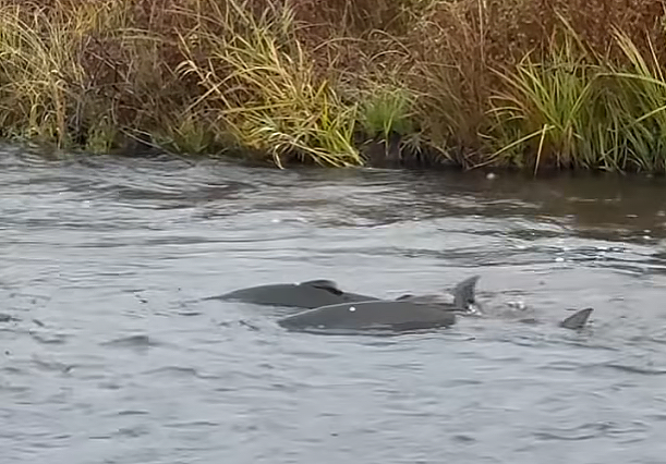 Salmon swimming in a stream