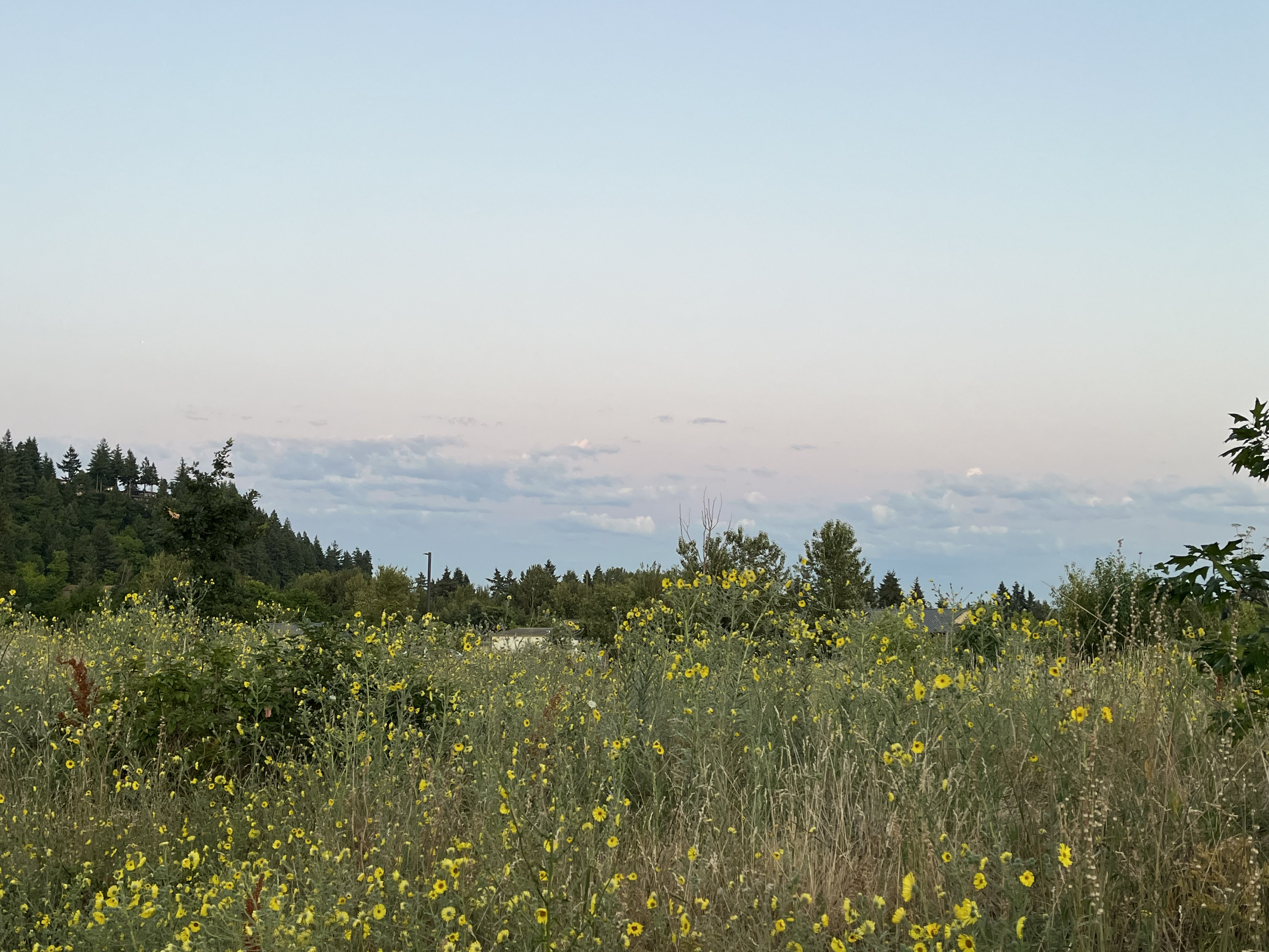 field of wildflowers and trees and clouds in the background
