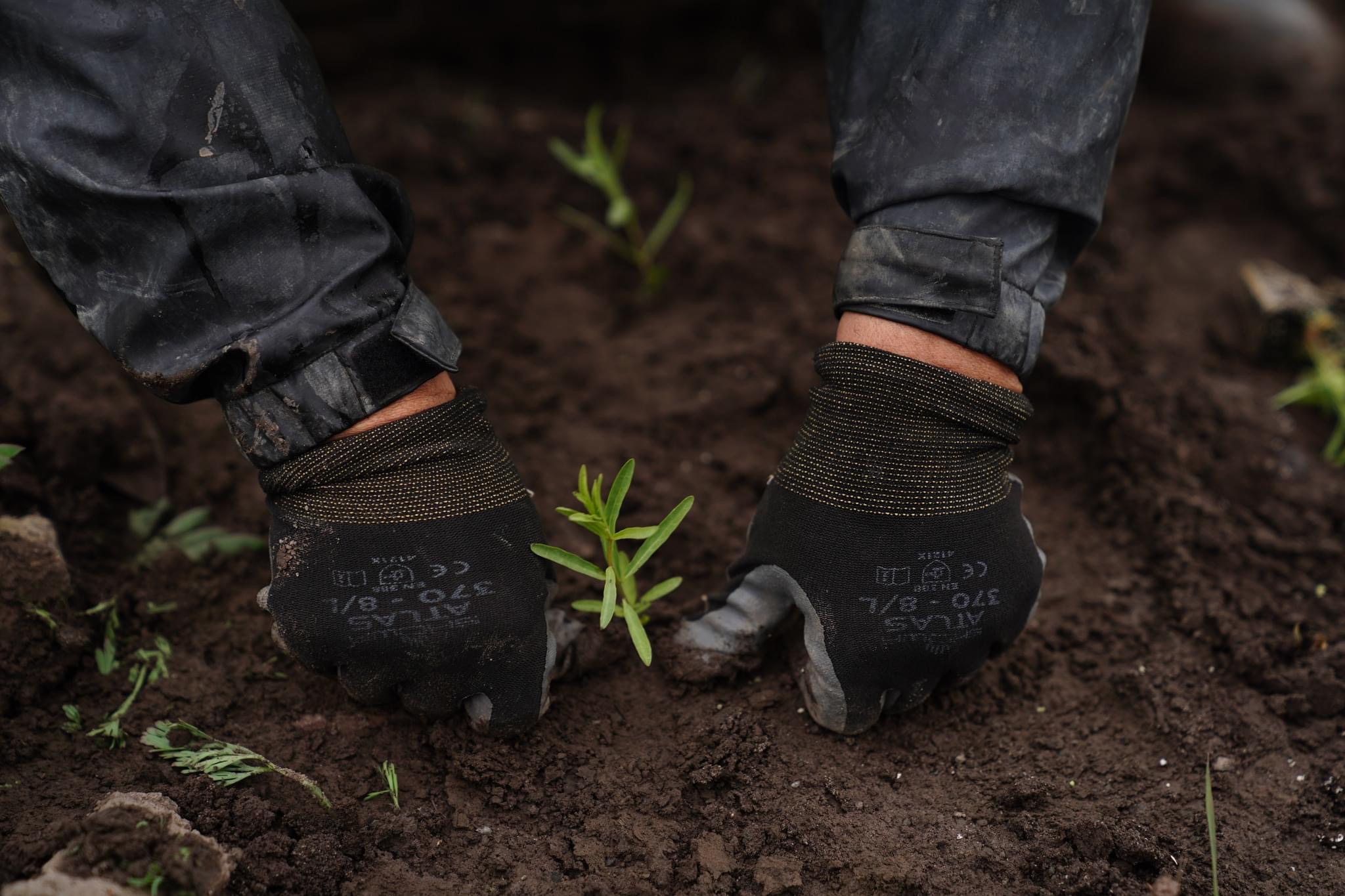 two gloved hands planting in soil