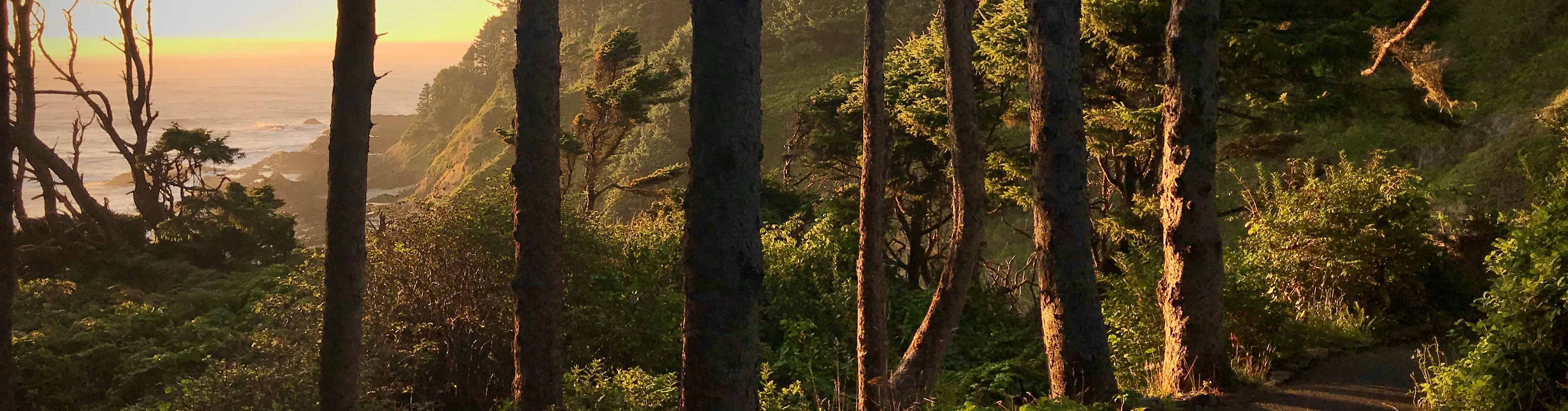 Looking through a coastal forest to the ocean at sunset