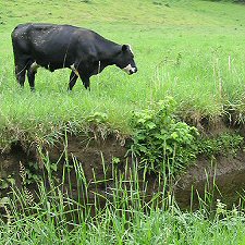 Cow in riparian area
