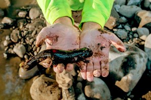 Giant Pacific Salamander salvaged below dam