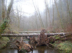 Looking up Indian Creek at placed logs