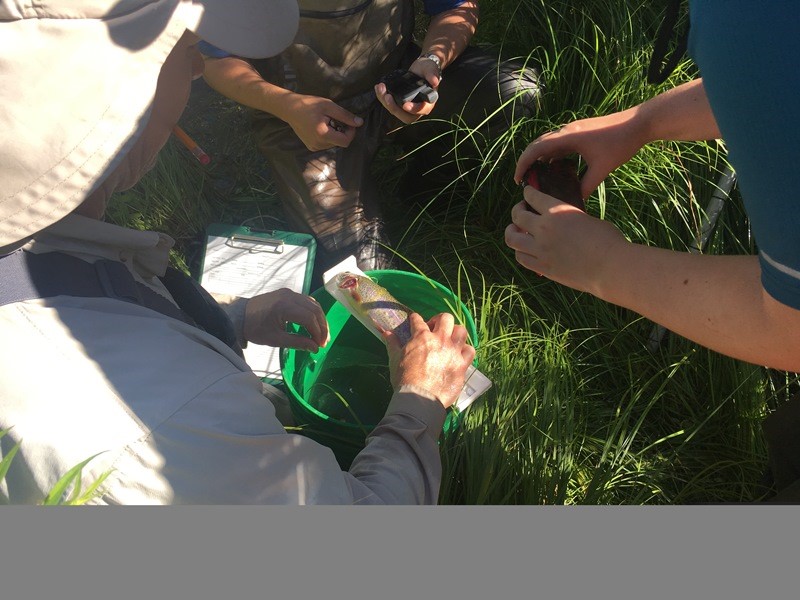 Warner Lakes Basin riparian planting