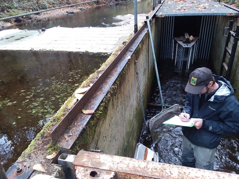 West Fork Smith River fish capture
