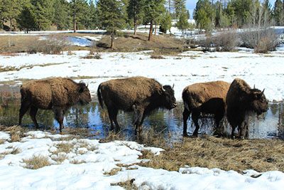 three bison in water surrounded by snow.jpg