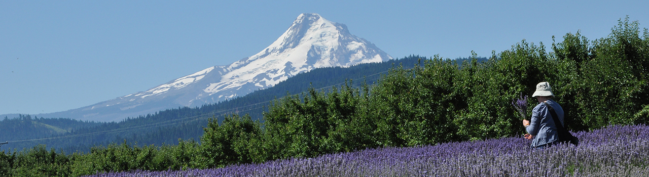 Woman-Gathering-Lavender-With-Mt-Hood-in-Background