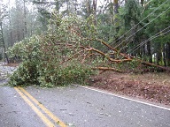 tree that fell on power lines