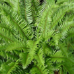 Fern fronds collected as special forest product